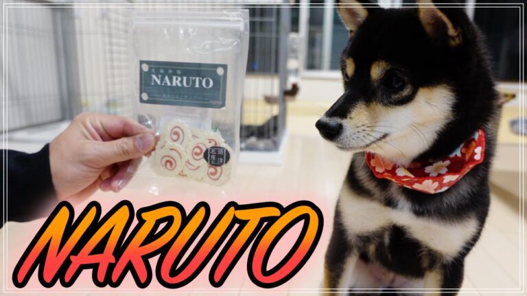 ナルトのおやつに大興奮の極小豆柴の子犬【柴犬】