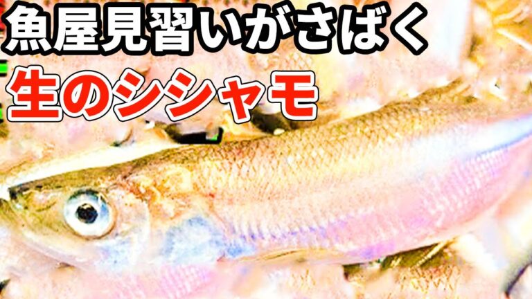 北海道でしか味わえない、本ししゃもを刺身で食べてみました。