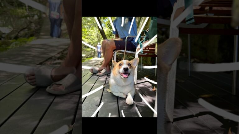 コーギーの夏休み🌻 #summer #corgi #dogshorts #shorts