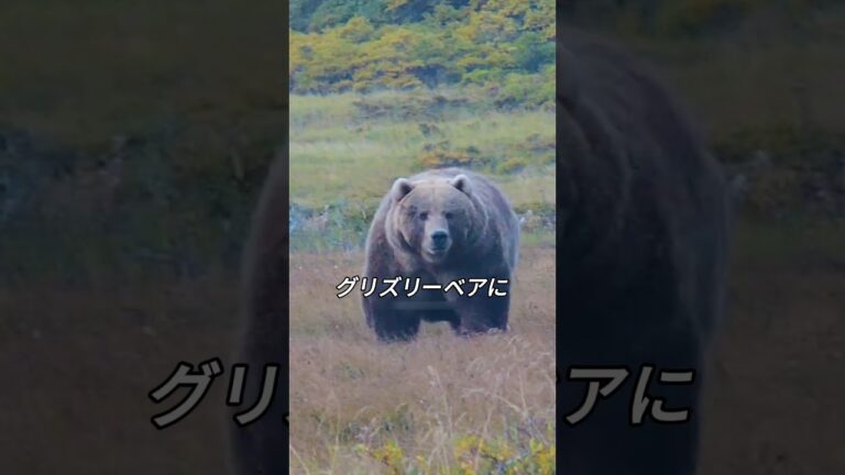 熊を狩る狂った熊