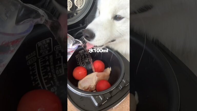 鶏のトマト煮を愛犬につくってみたら爆食してくれました！いつも炊飯器飯はカリカリフードと混ぜているので、その様子も映してみました！ #サモエド #大型犬 #炊飯器レシピ