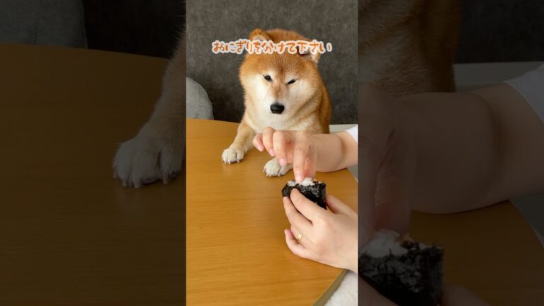 どうしても鮭おにぎりが食べたい柴犬
