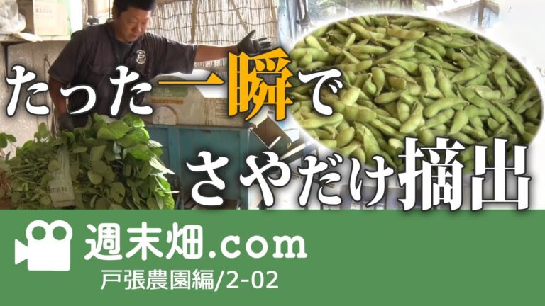 枝豆のさやだけを瞬時に摘出する便利マシーン | 戸張農園02