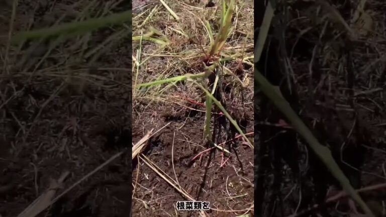 自然農！初心者の方に聖護院かぶ！おすすめです！✨🌱 #short #shorts