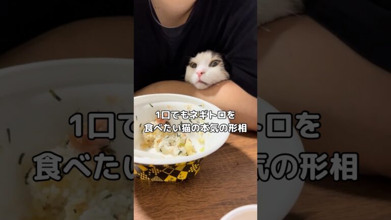 ネギトロ丼を食べたい猫の本気の形相 #ネギトロ #サイベリアン #食い意地