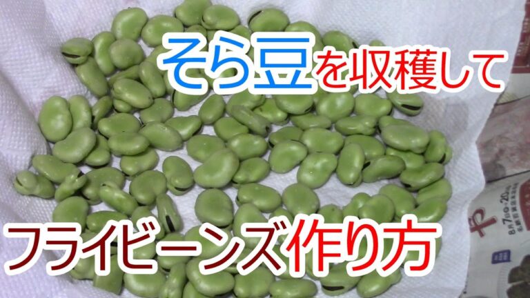 そら豆を収穫して フライビーンズ 作り方 2021.6.6