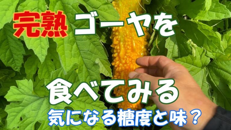 完熟ゴーヤ絶品らしい？！できていたので食べてみることに