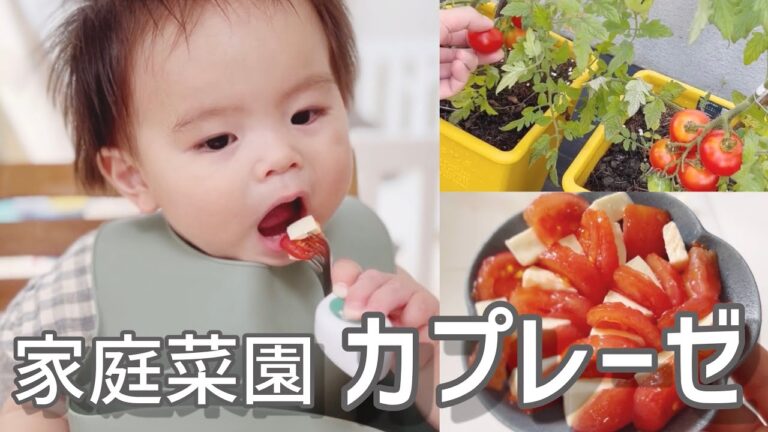 家庭菜園トマトのカプレーゼ❣️【1歳0ヶ月】りっくん離乳食_2023.7.3 朝ごはん [breakfast] 立派なトマトが実りました🍅💕 1year and 0month