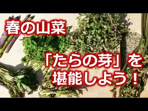 春の山菜「たらの芽」に挑戦した～い!初めてのタラの芽下処理&レシピ紹介!