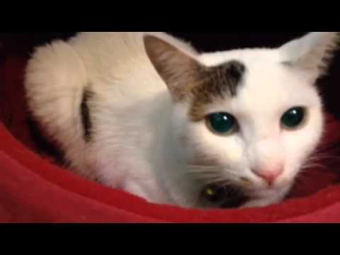 揚げイカ団子 part2  お父さん料理