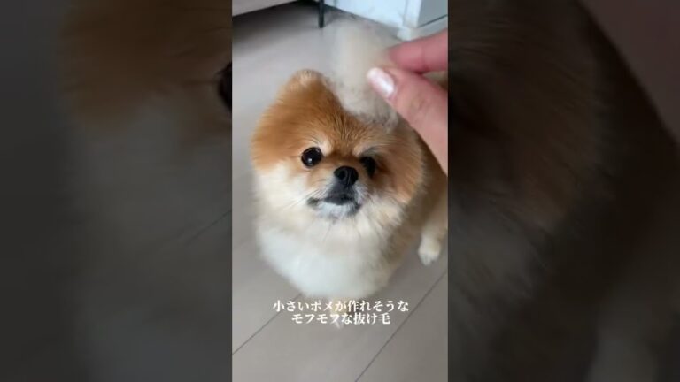 ポメを飼うときに覚悟しなければならない3つのこと#shorts