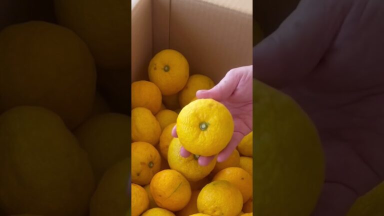 天空の徳島柚子でつくるシュトーレンlesson