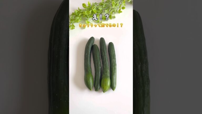 #簡単レシピ #暮らしチャンネル #暮らしのアイデア #料理 #時短節約 #レシピ #プチ知識 #cooking #きゅうりの浅漬け #きゅうりの一本漬け #屋台のきゅうり