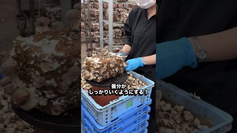 知られざる”しいたけの里”上野村