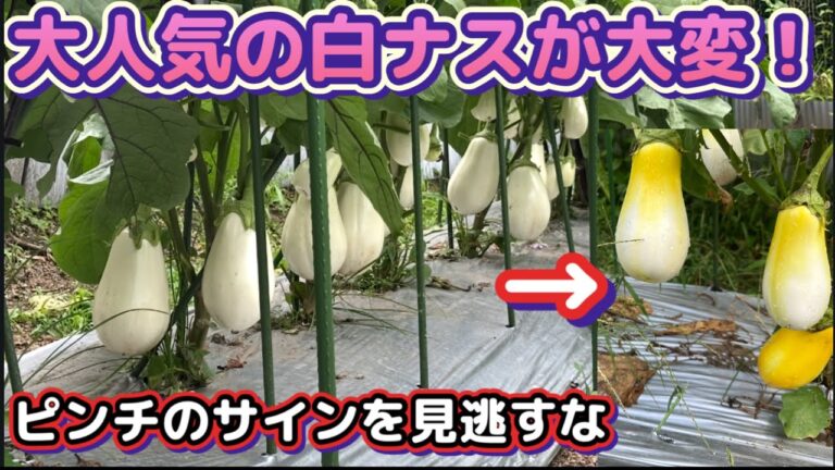 【検証！人気急上昇の白ナス】黄色くなった白茄子を食べてみたら…