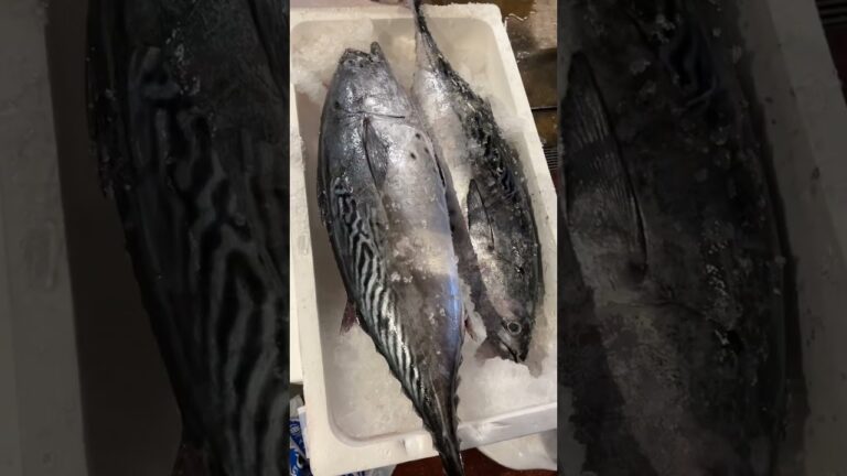 すまかつお の 目利き #せり人ムタロー #shorts