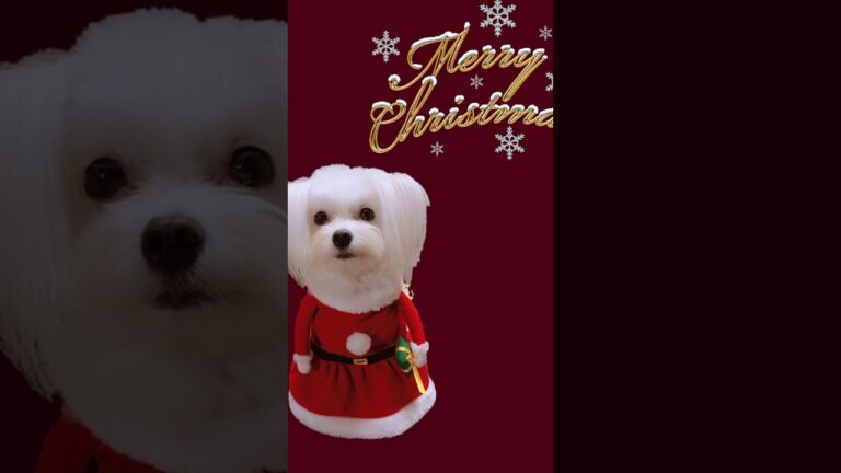 サンタの🤶衣装着ました。 マネーの犬(43)https://youtu.be/dPlpevMhLUc