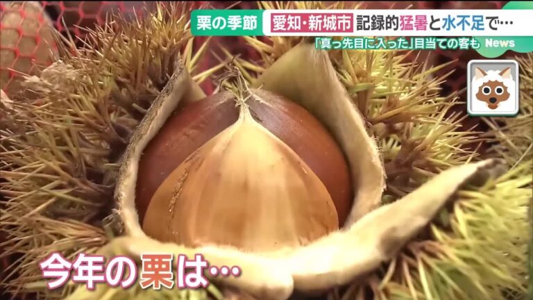 秋の味覚「栗」が猛暑の影響でサイズが小さめに…栗拾いにも影響　イガの中の数が減ったり枯れているものも (25/09/12 15:01)