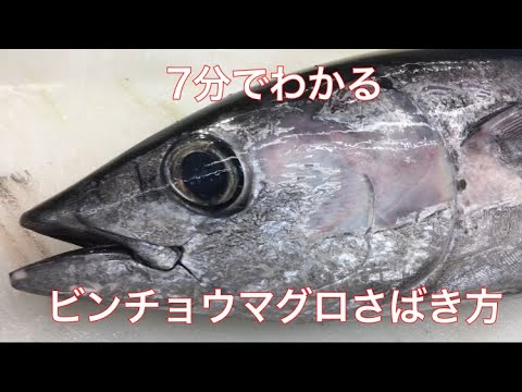 【ビンチョウマグロ】７分でわかるマグロのさばき方  （節まで）