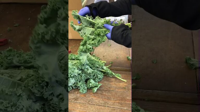 ケール出荷