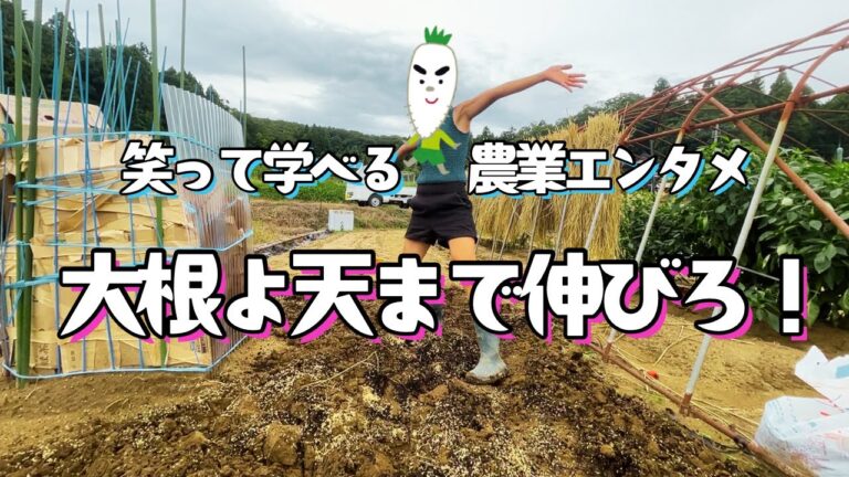 【イカ娘大根は封印】どうなったのアルカリ畑　段ボール畝の挑戦！