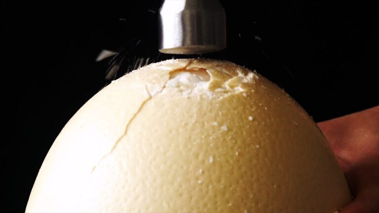 【ダチョウの卵で🍳】巨人のボリューミー朝ごはん🥖