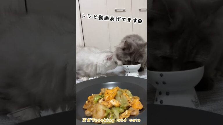 レタスと卵の海老マヨ炒めwith cats #shorts