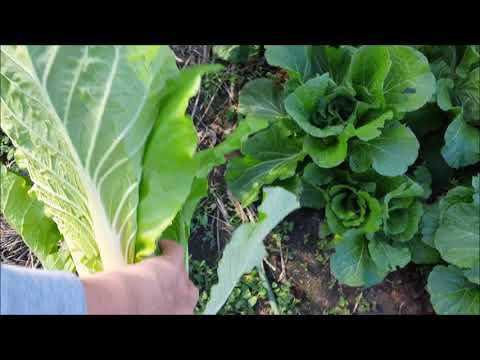 白菜を間引き菜として栽培＆収穫