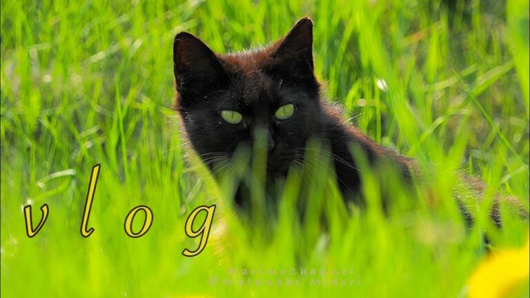 犬と猫とパン作りとキーマカレー『vlog 北海道・道東の暮らし』