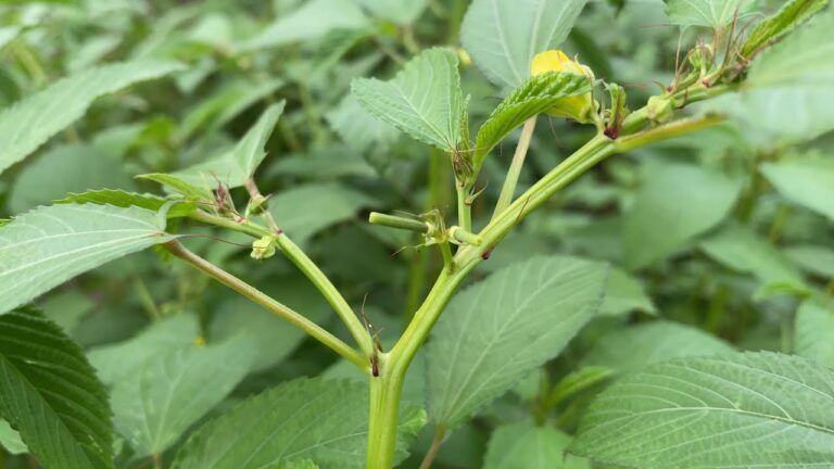 【モロヘイヤの種・鞘（さや）について】　＊安全性・気をつけること＊　※この部分は食べられません