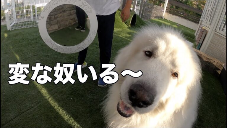 初めての鏡をみたうちの子の反応は意外でした