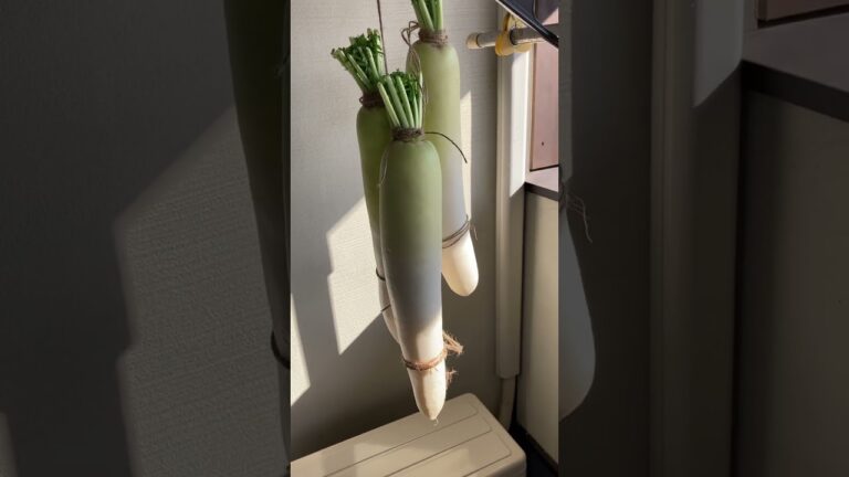 【干し大根】布引大根を縛って、2週間くらい干します。パリパリ大根作りますねー