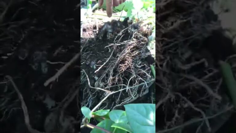 里芋を収穫 #shorts