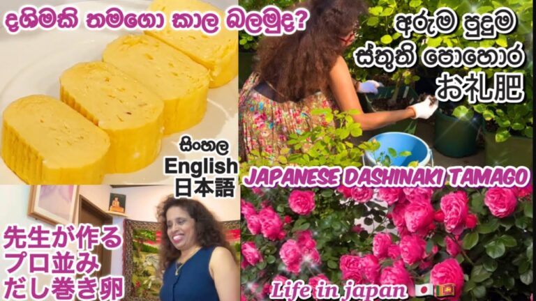 බෙන්තෝඑකට නැතුවම බැරි තමගොයකි🥰 Japanese  Dashimaki Tamago 🍱スリランカ人妻自慢のだし巻き🍱薔薇お礼肥 Life in Japan🇯🇵🇱🇰