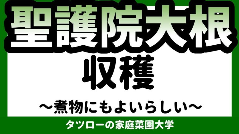 聖護院大根 収穫です！[家庭菜園]