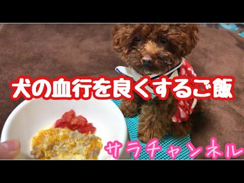 【犬の血行を良くするご飯】カボチャグラタンの作り方 トイプードルのサラ Dog homemade rice