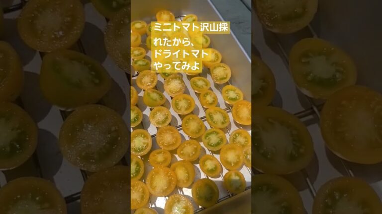 ミニトマト豊作。食べきれないので干してみよ。#ドライトマト#家庭菜園#ログハウス#田舎暮らし