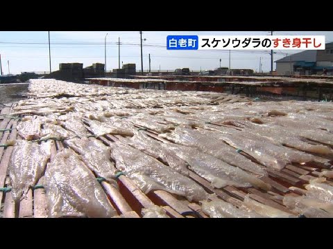 春の風物詩、スケソウダラのすき身干し…日光と風に当てる作業くり返し、旨味を凝縮　北海道白老町
