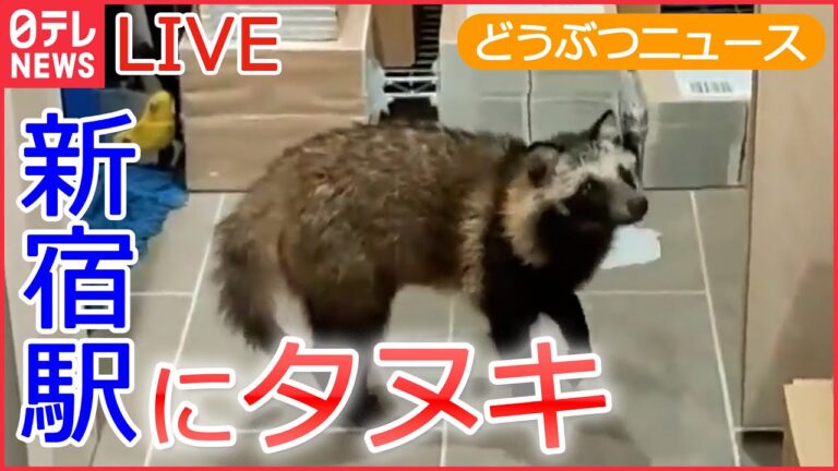 【動物ライブ】ネコが１万円札を取っちゃった / タヌキ 新宿駅の改札入り書店に / カメにも好き嫌い/ レッサーパンダの風太君/ 家族も初めて見た笑撃の猫の寝姿 など （日テレNEWS LIVE）