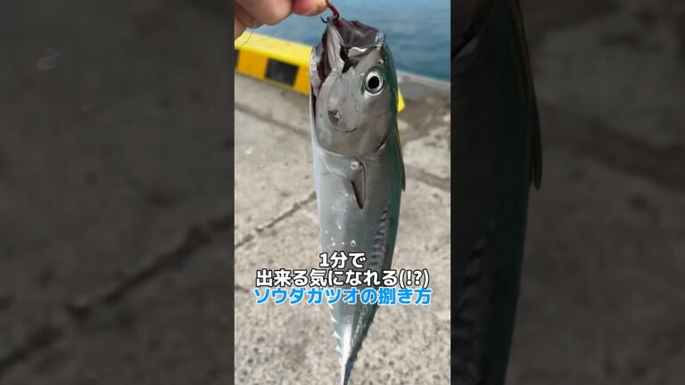 1分でわかるソウダガツオの捌き方【今晩できる】#shorts #捌き方