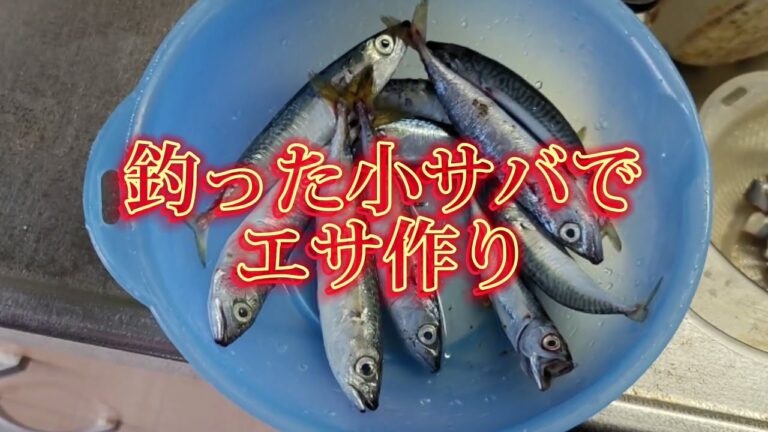 小サバを無駄にしない　小サバでエサ作り
