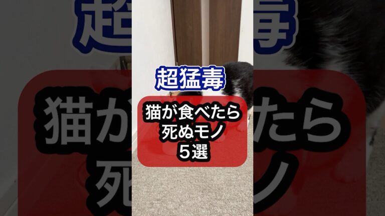 超猛毒！猫が食べたら死ぬモノを獣医師が解説 #猫のいる暮らし #ねこ #猫 #保護猫 #キャットフード