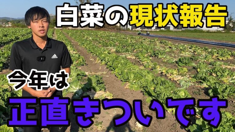 【白菜】大失敗からの復活の兆し！農家でもこの現状です。【家庭菜園】