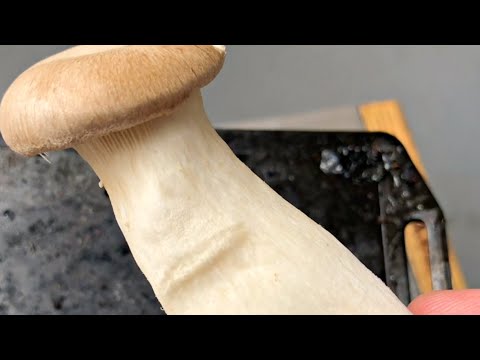 セリアのミニ鉄板でエリンギを焼いたら最高過ぎた動画