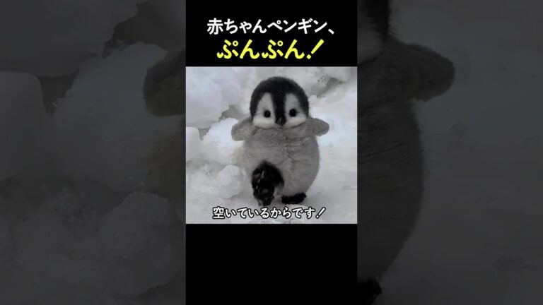 怒ってる子ペンギン見てって！