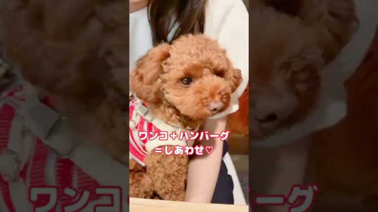 ワンコ+ハンバーグ=しあわせ♡#Shorts#dog#犬のいるくらし