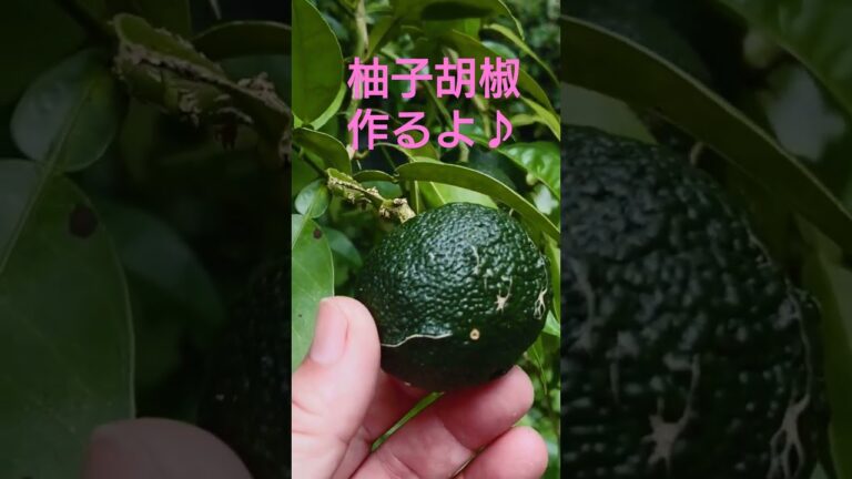 無農薬の青ゆずで美味しい柚子胡椒作れるよ♪【山遊び】