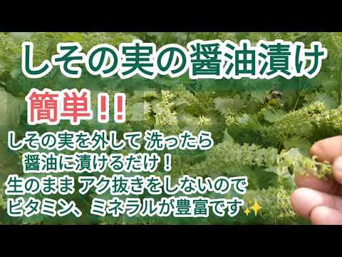 しその実の醤油漬け 簡単 作り方 酒肴 ごはんにも! 無添加で健康にも良い漬物です!