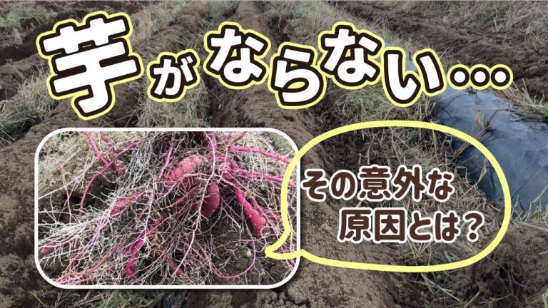 【お芋が付いていません！】収穫時期に起こる数々のトラブルを紹介します。　タネのハシモト
