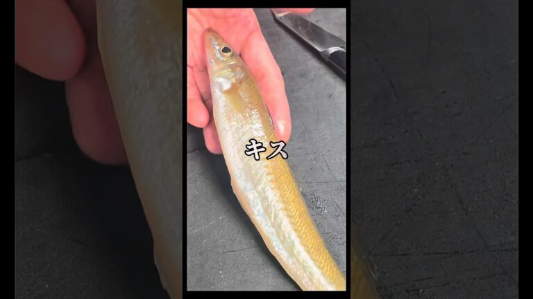 【キスがヤバい】天ぷらだけだと思ってませんか？ #晩酌 #おつまみ#昆布締め#刺身#キス#釣り#shorts